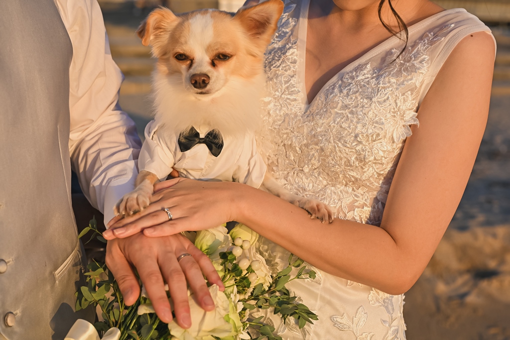 愛犬と新郎新婦の手