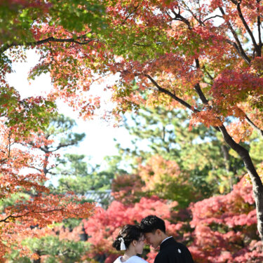 真っ赤な紅葉と松のある日本庭園で、おでこを寄せ合う黒の紋付袴の新郎と白無垢の花嫁。紅葉の和装前撮り